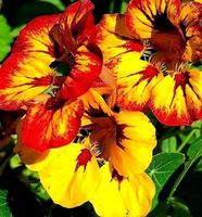 10 Samen Zwerg Nasturtium MIX “TROPOAEOLUM MINUS”